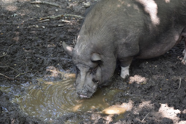 ATP总决赛第2日综述：弗里茨横扫穆塞蒂，辛纳室内硬地27连胜